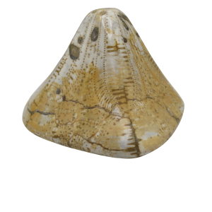 Miocene Age Clypeaster Echinoid from Morocco Fossil for Sale 8 | Fossils for Sale Genuine Miocene Age Clypeaster Echinoid Fossils for Sale from Morocco #8