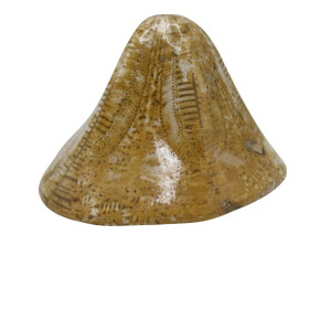 Miocene Age Clypeaster Echinoid from Morocco Fossil for Sale 9 | Fossils for Sale Genuine Miocene Age Clypeaster Echinoid Fossils for Sale from Morocco #9