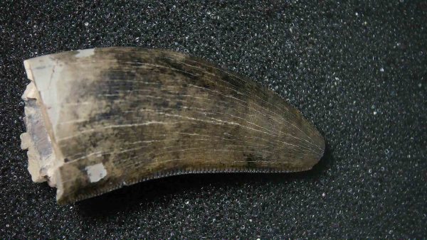 Montana Cretaceous Age Judith River Montana Cretaceous Age Judith River Tyrannosaurid Tooth 7a | Fossils for Sale Genuine Cretaceous Age Tyrannosaurid Dinosaur Tooth Fossil for Sale From Montana #7a