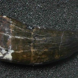 Genuine Cretaceous Age Tyrannosaurid Dinosaur Tooth Fossil for Sale From Montana #1