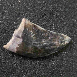 Genuine Cretaceous Age Tyrannosaurid Dinosaur Tooth Fossil for Sale From New Montana #10