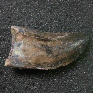 Genuine Cretaceous Age Tyrannosaurid Dinosaur Tooth Fossil for Sale From New Montana #12
