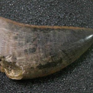 Genuine Cretaceous Age Tyrannosaurid Dinosaur Tooth Fossil for Sale From New Montana #13