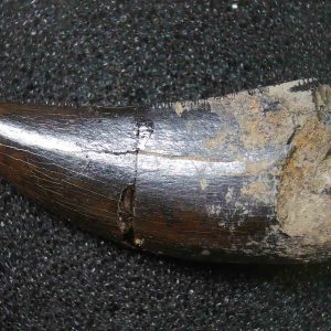 Genuine Cretaceous Age Tyrannosaurid Dinosaur Tooth Fossil for Sale From New Montana #14