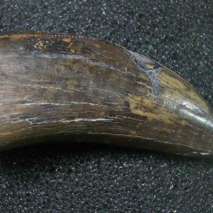 Genuine Cretaceous Age Tyrannosaurid Dinosaur Tooth Fossil for Sale From New Montana #15