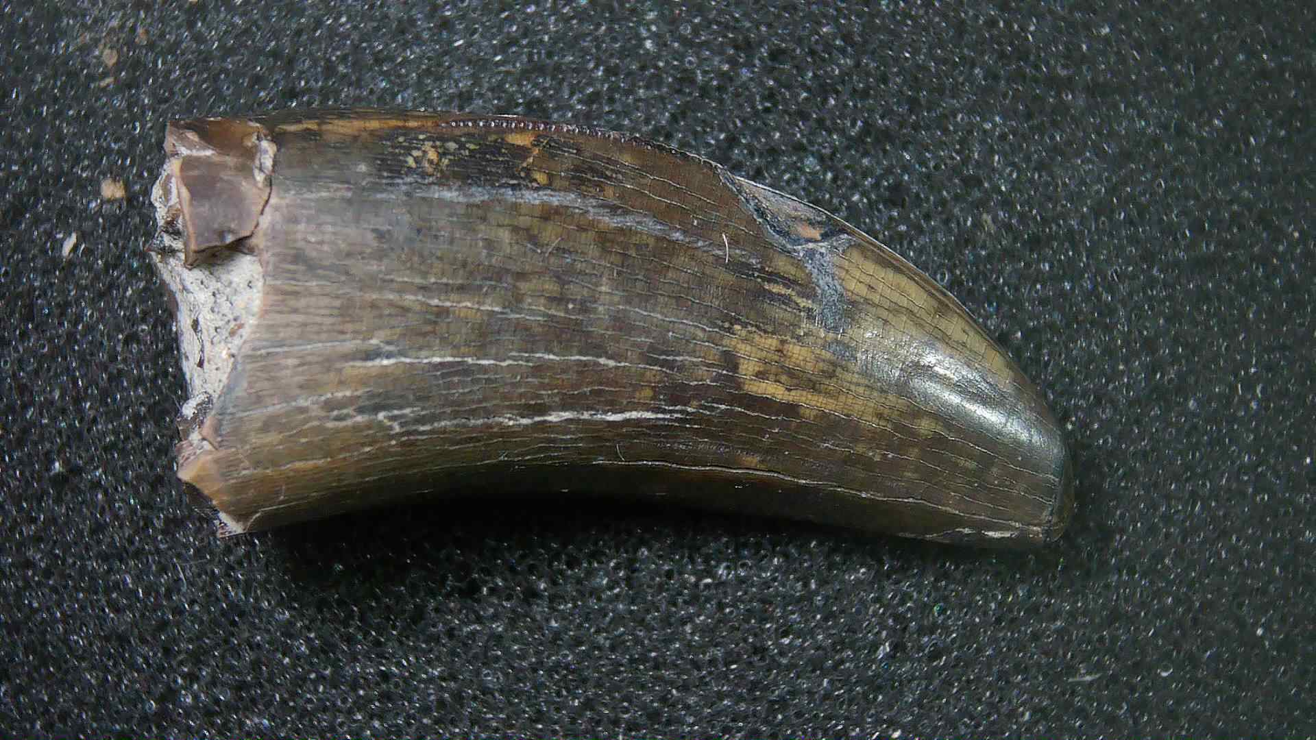 Montana Cretaceous Age Judith River Tyrannosaurid Tooth 15 | Fossils for Sale Genuine Cretaceous Age Tyrannosaurid Dinosaur Tooth Fossil for Sale From New Montana #15