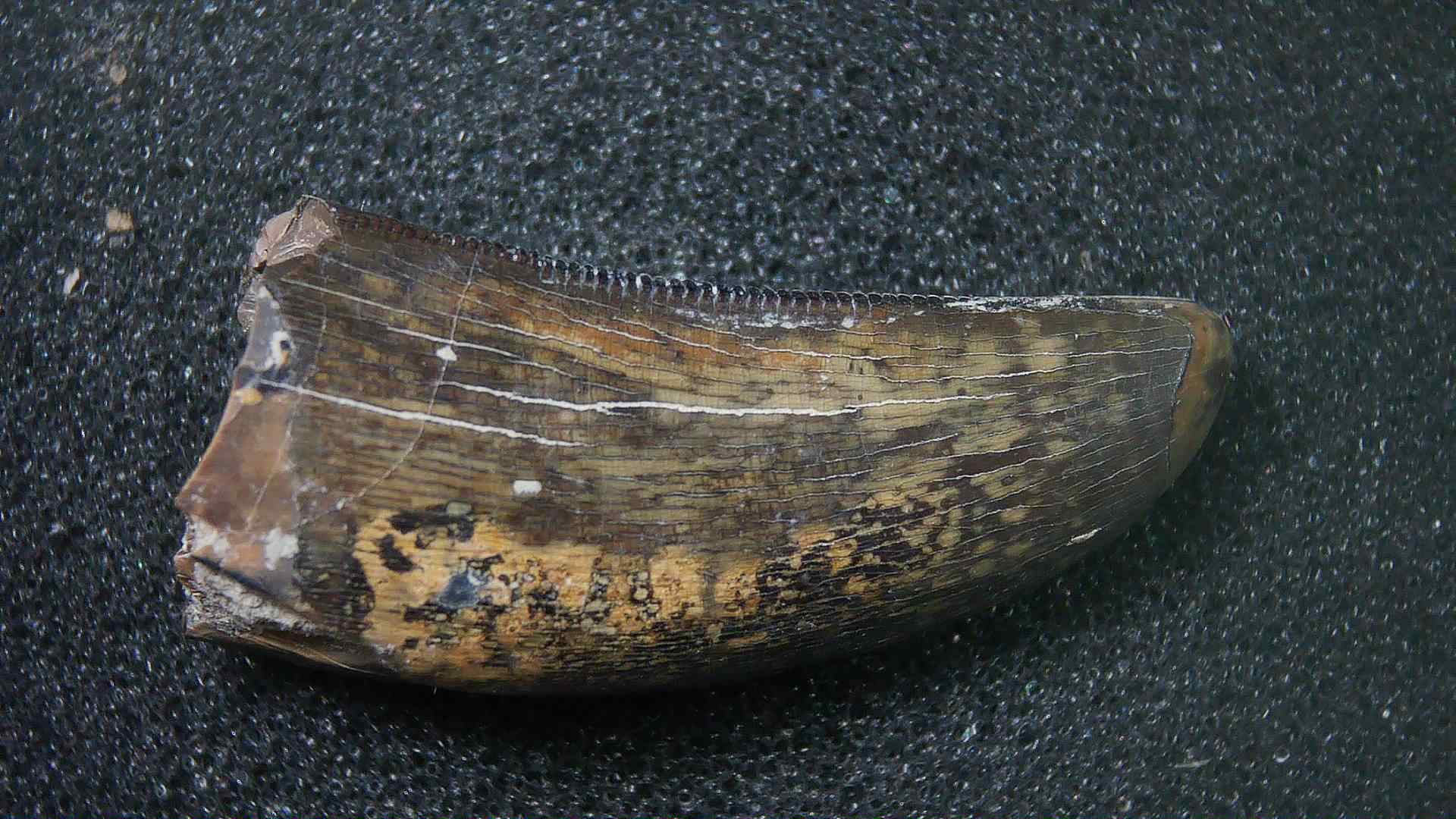 Montana Cretaceous Age Judith River Tyrannosaurid Tooth 15a | Fossils for Sale Genuine Cretaceous Age Tyrannosaurid Dinosaur Tooth Fossil for Sale From New Montana #15a