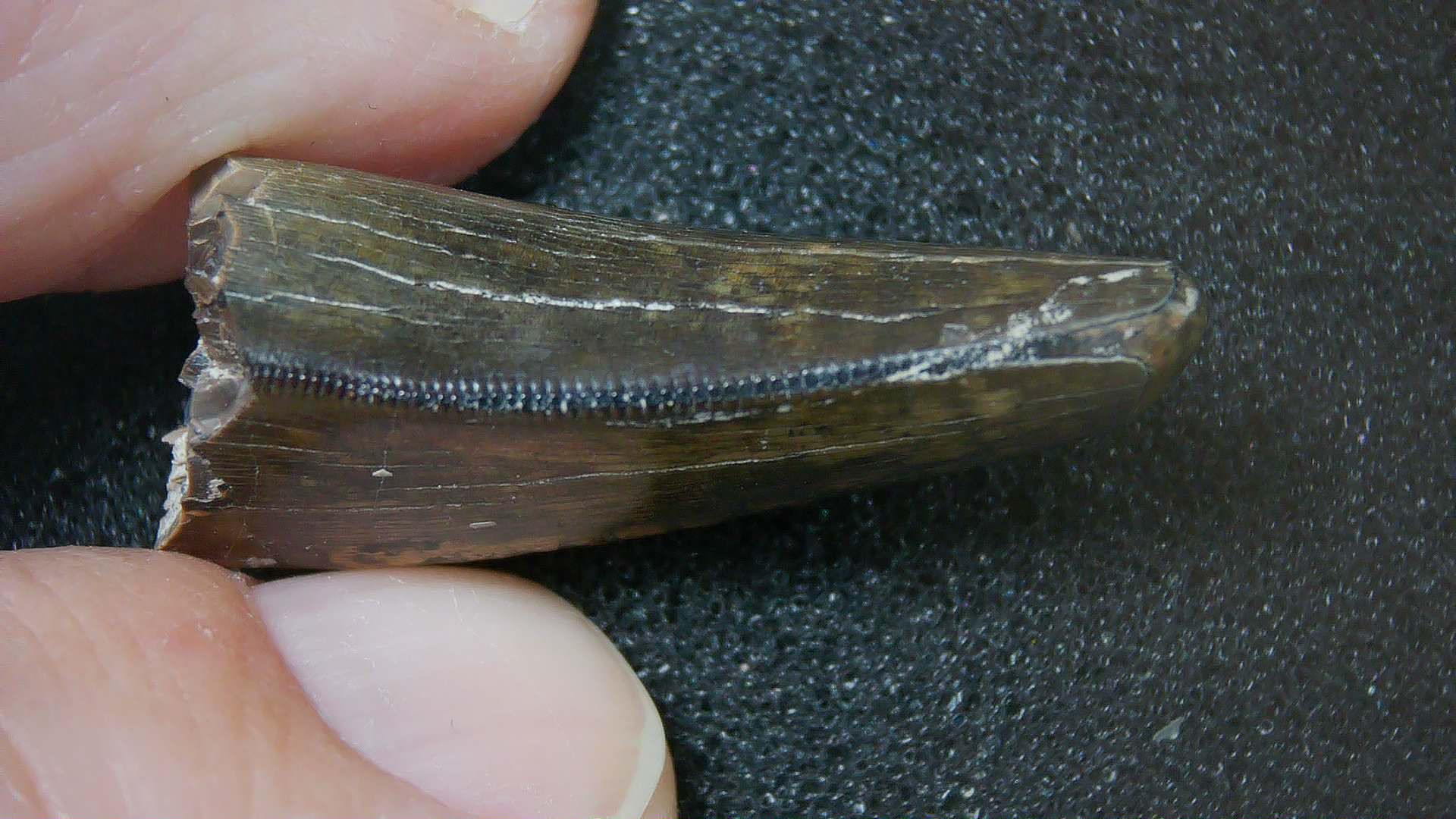 Montana Cretaceous Age Judith River Tyrannosaurid Tooth 15b | Fossils for Sale Genuine Cretaceous Age Tyrannosaurid Dinosaur Tooth Fossil for Sale From New Montana #15b