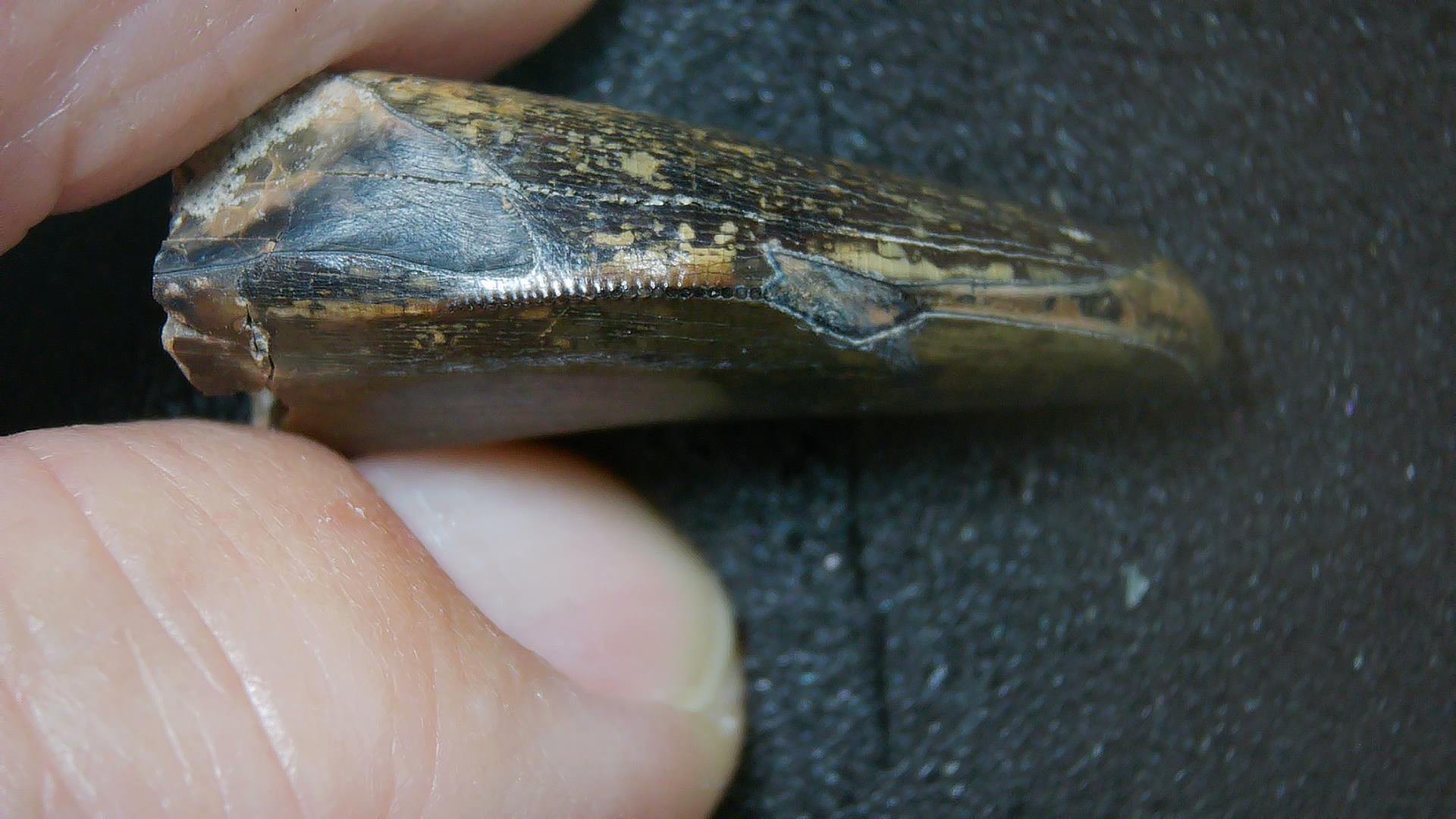 Montana Cretaceous Age Judith River Tyrannosaurid Tooth 15c | Fossils for Sale Genuine Cretaceous Age Tyrannosaurid Dinosaur Tooth Fossil for Sale From New Montana #15c