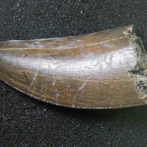 Genuine Cretaceous Age Tyrannosaurid Dinosaur Tooth Fossil for Sale From New Montana #17