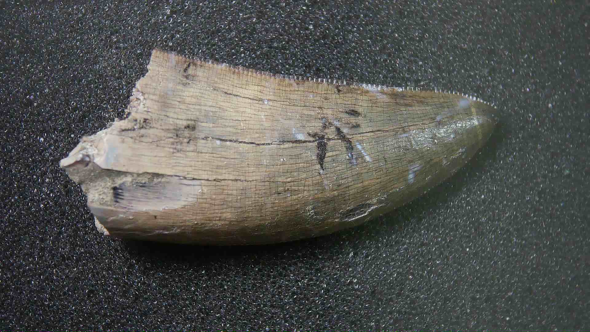 Montana Cretaceous Age Judith River Tyrannosaurid Tooth 17a | Fossils for Sale Genuine Cretaceous Age Tyrannosaurid Dinosaur Tooth Fossil for Sale From New Montana #17a