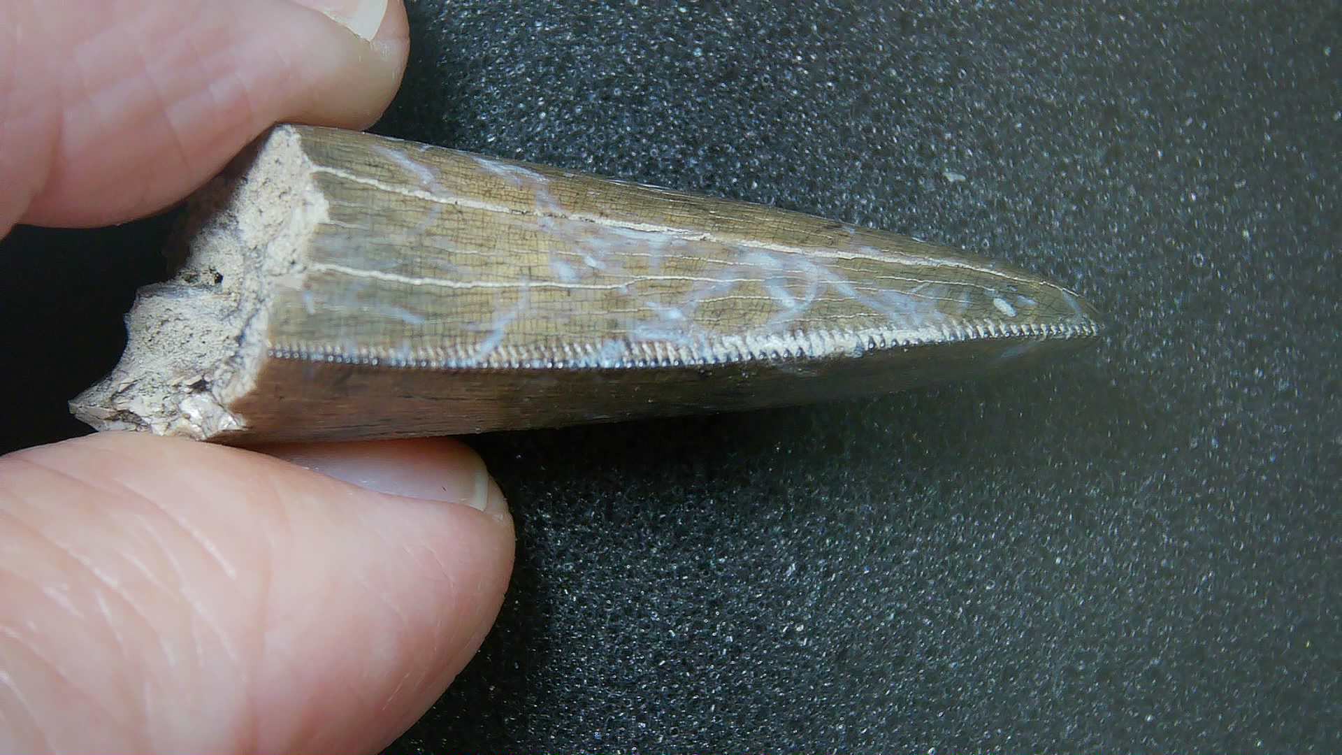 Montana Cretaceous Age Judith River Tyrannosaurid Tooth 17b | Fossils for Sale Genuine Cretaceous Age Tyrannosaurid Dinosaur Tooth Fossil for Sale From New Montana #17b