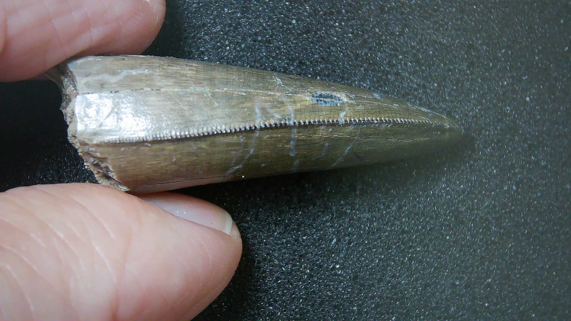 Montana Cretaceous Age Judith River Tyrannosaurid Tooth 17c | Fossils for Sale Genuine Cretaceous Age Tyrannosaurid Dinosaur Tooth Fossil for Sale From New Montana #17c