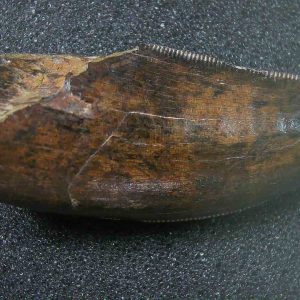 Genuine Cretaceous Age Tyrannosaurid Dinosaur Tooth Fossil for Sale From New Montana #18