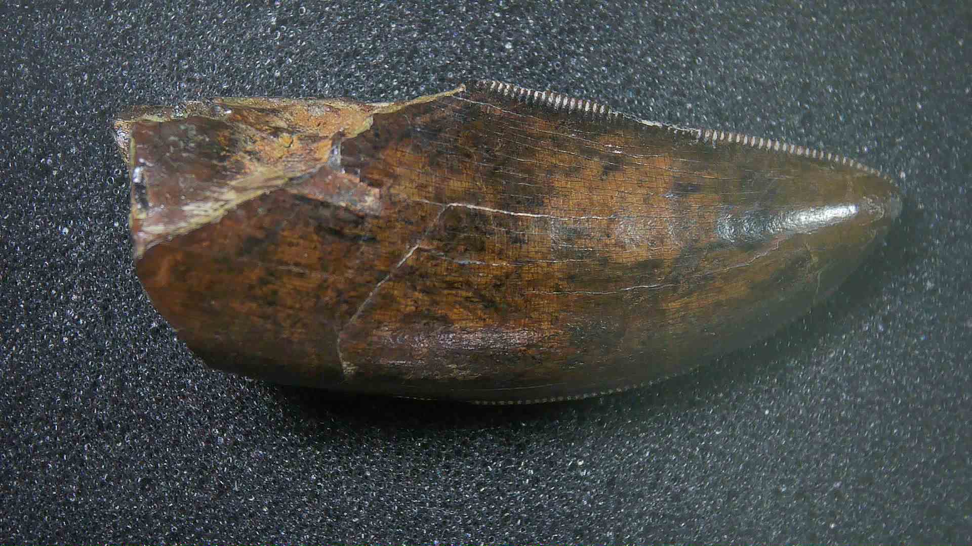 Montana Cretaceous Age Judith River Tyrannosaurid Tooth 18 | Fossils for Sale Genuine Cretaceous Age Tyrannosaurid Dinosaur Tooth Fossil for Sale From New Montana #18