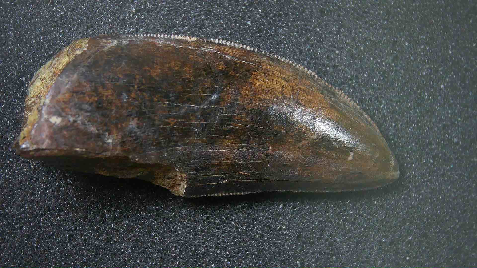 Montana Cretaceous Age Judith River Tyrannosaurid Tooth 18a | Fossils for Sale Genuine Cretaceous Age Tyrannosaurid Dinosaur Tooth Fossil for Sale From New Montana #18a
