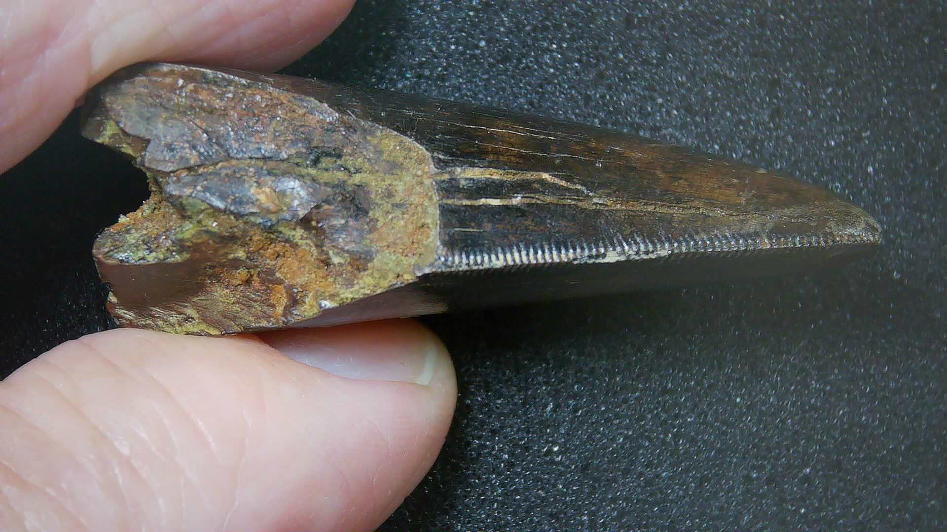 Montana Cretaceous Age Judith River Tyrannosaurid Tooth 18b | Fossils for Sale Genuine Cretaceous Age Tyrannosaurid Dinosaur Tooth Fossil for Sale From New Montana #18b