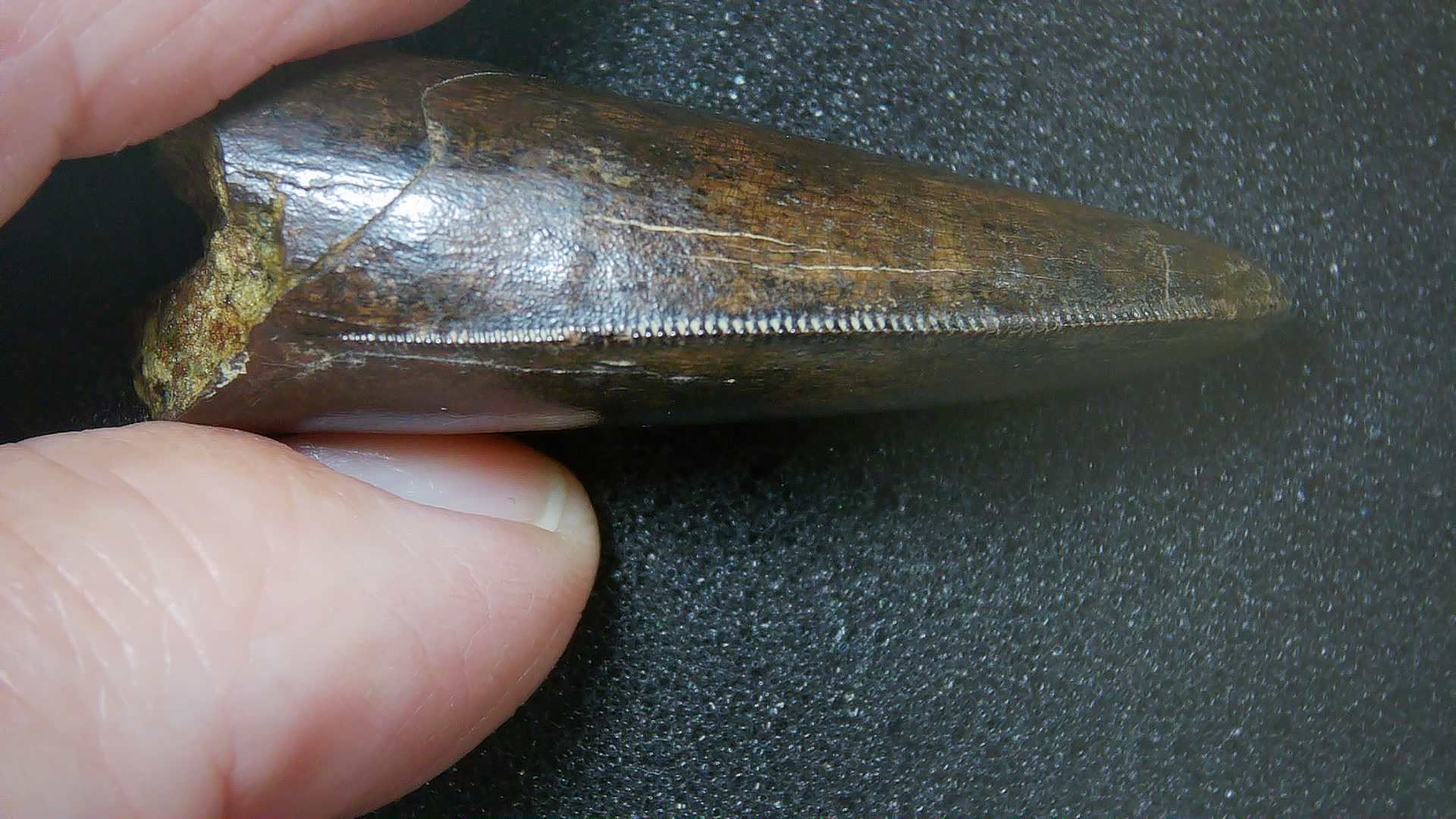 Montana Cretaceous Age Judith River Tyrannosaurid Tooth 18c | Fossils for Sale Genuine Cretaceous Age Tyrannosaurid Dinosaur Tooth Fossil for Sale From New Montana #18c