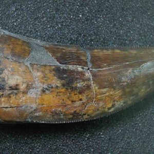 Genuine Cretaceous Age Tyrannosaurid Dinosaur Tooth Fossil for Sale From New Montana #19