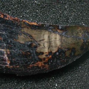 Genuine Cretaceous Age Tyrannosaurid Dinosaur Tooth Fossil for Sale From Montana #2