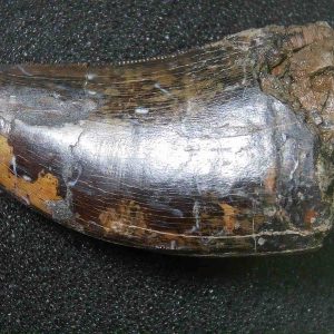 Genuine Cretaceous Age Tyrannosaurid Dinosaur Tooth Fossil for Sale From New Montana #20