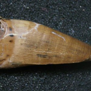 Genuine Cretaceous Age Tyrannosaurid Dinosaur Tooth Fossil for Sale From Montana #3