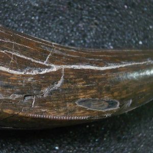Genuine Cretaceous Age Tyrannosaurid Dinosaur Tooth Fossil for Sale From Montana #4