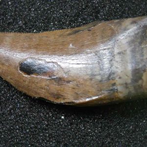 Genuine Cretaceous Age Tyrannosaurid Dinosaur Tooth Fossil for Sale From Montana #5
