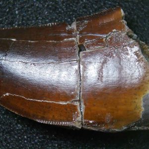 Genuine Cretaceous Age Tyrannosaurid Dinosaur Tooth Fossil for Sale From Montana #6