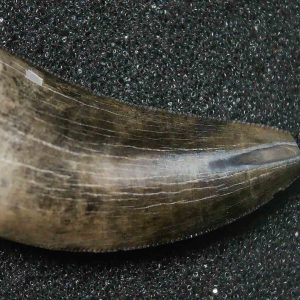 Genuine Cretaceous Age Tyrannosaurid Dinosaur Tooth Fossil for Sale From Montana #7