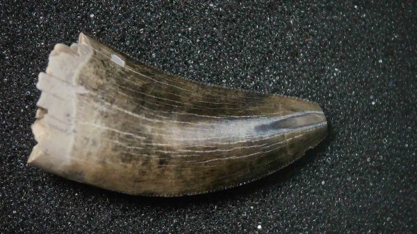 Montana Cretaceous Age Judith River Tyrannosaurid Tooth 7 | Fossils for Sale Genuine Cretaceous Age Tyrannosaurid Dinosaur Tooth Fossil for Sale From Montana #7