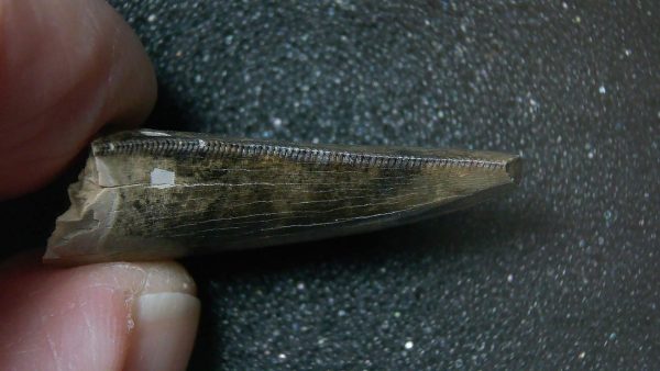 Montana Cretaceous Age Judith River Tyrannosaurid Tooth 7b | Fossils for Sale Genuine Cretaceous Age Tyrannosaurid Dinosaur Tooth Fossil for Sale From Montana #7b