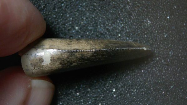 Montana Cretaceous Age Judith River Tyrannosaurid Tooth 7c | Fossils for Sale Genuine Cretaceous Age Tyrannosaurid Dinosaur Tooth Fossil for Sale From Montana #7c