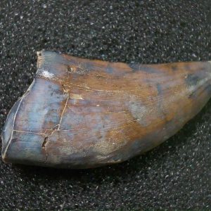 Genuine Cretaceous Age Tyrannosaurid Dinosaur Tooth Fossil for Sale From New Montana #8