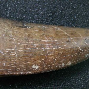 Genuine Cretaceous Age Tyrannosaurid Dinosaur Tooth Fossil for Sale From New Montana #9
