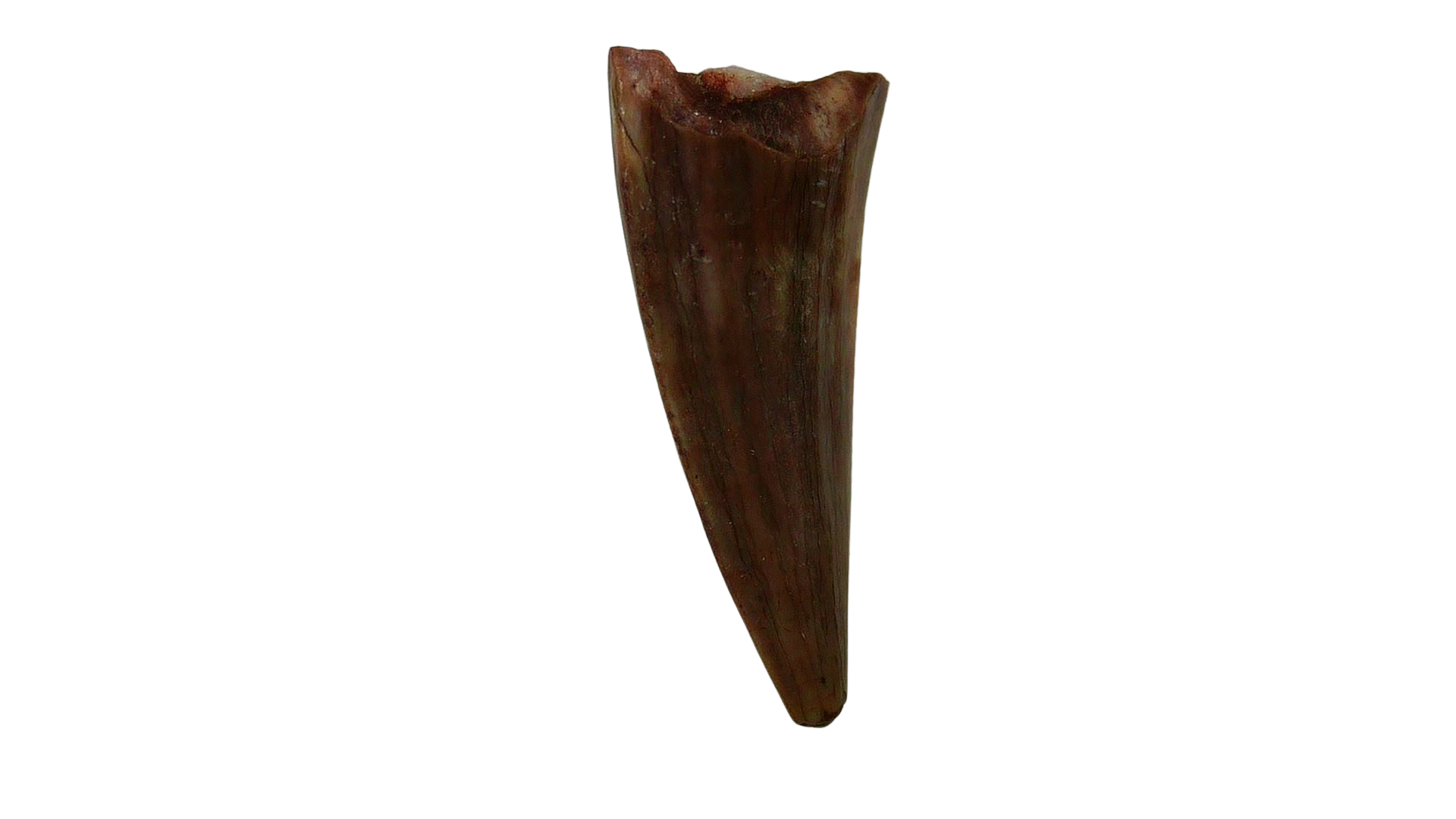 New Mexico Triassic Age Coelophysis Dinosaur Tooth for Sale 60 | Fossils for Sale Genuine Triassic Age Coelophysis Dinosaur Tooth Fossil for Sale From New Mexico #60