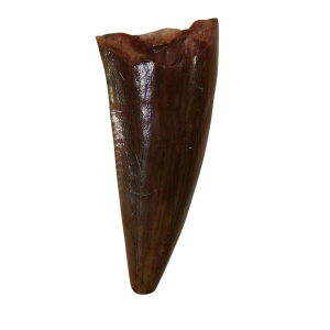 Genuine Triassic Age Coelophysis Dinosaur Tooth Fossil for Sale From New Mexico #60a