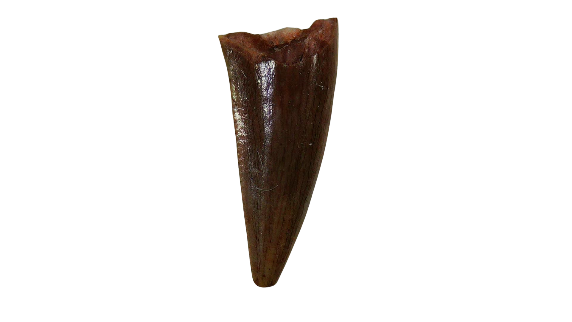 New Mexico Triassic Age Coelophysis Dinosaur Tooth for Sale 60a | Fossils for Sale Genuine Triassic Age Coelophysis Dinosaur Tooth Fossil for Sale From New Mexico #60a