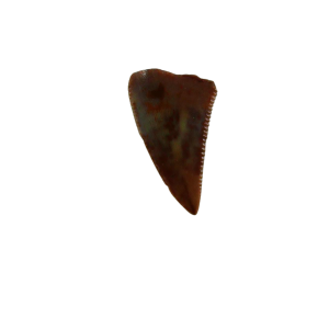 Genuine Triassic Age Coelophysis Dinosaur Tooth Fossil for Sale From New Mexico #61