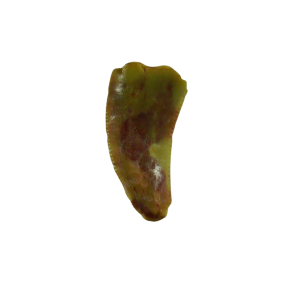 Genuine Triassic Age Coelophysis Dinosaur Tooth Fossil for Sale From New Mexico #62