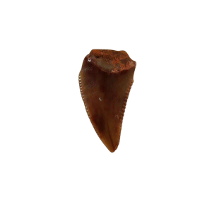 Genuine Triassic Age Coelophysis Dinosaur Tooth Fossil for Sale From New Mexico #66