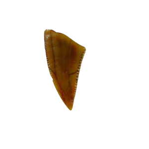 Genuine Triassic Age Coelophysis Dinosaur Tooth Fossil for Sale From New Mexico #67