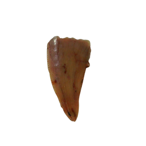 Genuine Triassic Age Coelophysis Dinosaur Tooth Fossil for Sale From New Mexico #68