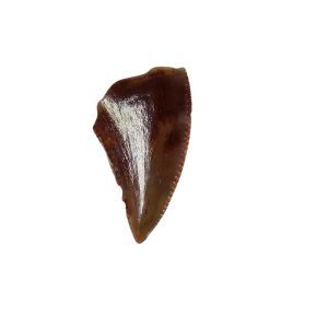 Genuine Triassic Age Coelophysis Dinosaur Tooth Fossil for Sale From New Mexico #69a