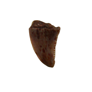 Genuine Triassic Age Coelophysis Dinosaur Tooth Fossil for Sale From New Mexico #70