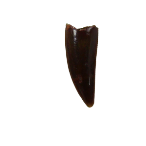 Genuine Triassic Age Coelophysis Dinosaur Tooth Fossil for Sale From New Mexico #71
