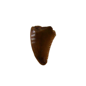 Genuine Triassic Age Coelophysis Dinosaur Tooth Fossil for Sale From New Mexico #72