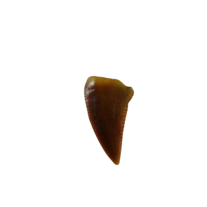 Genuine Triassic Age Coelophysis Dinosaur Tooth Fossil for Sale From New Mexico #74