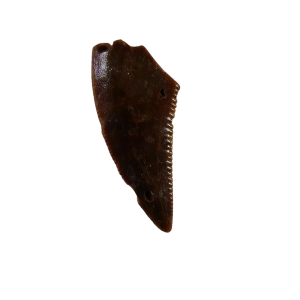 Genuine Triassic Age Coelophysis Dinosaur Tooth Fossil for Sale From New Mexico #75