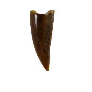 Genuine Triassic Age Coelophysis Dinosaur Tooth Fossil for Sale From New Mexico #76